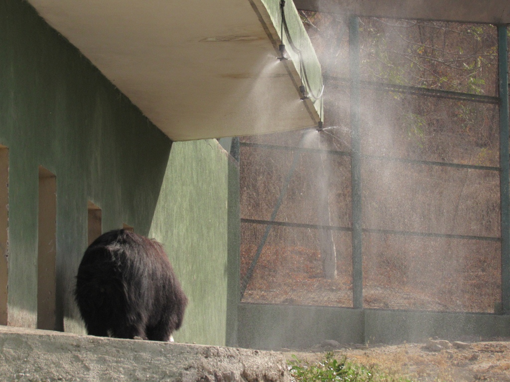 Extreme heat kills animals: Coolers, artificial fountains installed in Pradyuman Park Zoo