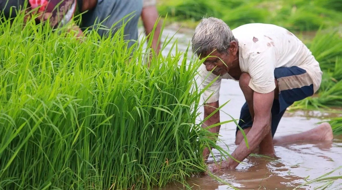 Kharif crop cultivation is likely to increase by 15% on the back of rains and demand