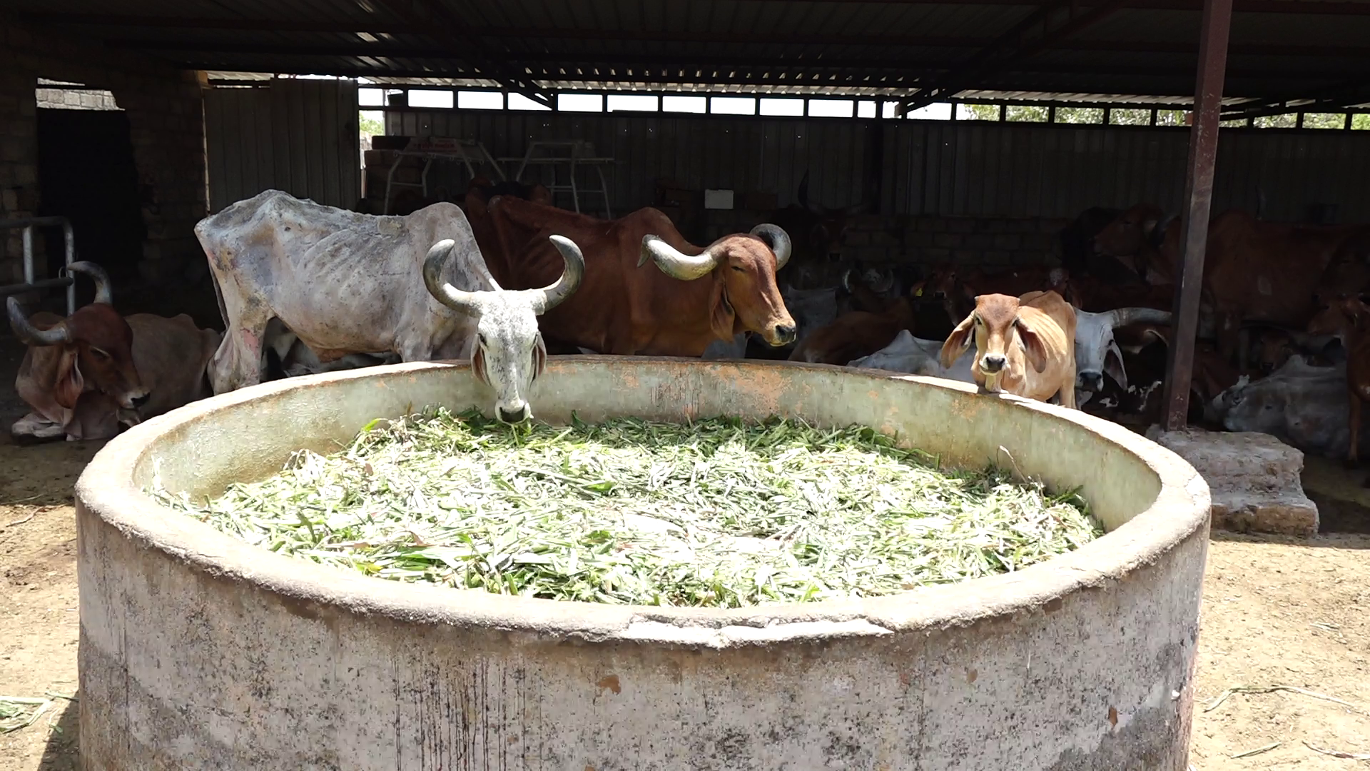 The only ashram in entire Gujarat where more than 1,600 bulls are served