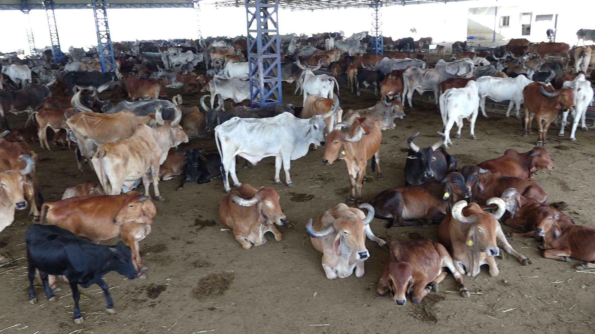 The only ashram in entire Gujarat where more than 1,600 bulls are served