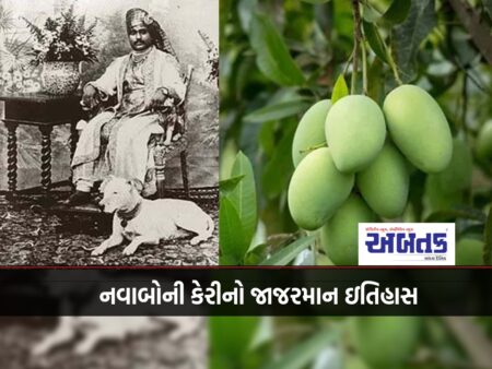 From "Salebhai's Ambli" to the interesting journey of 'Kesar' Nawabi Mangoes is something different.