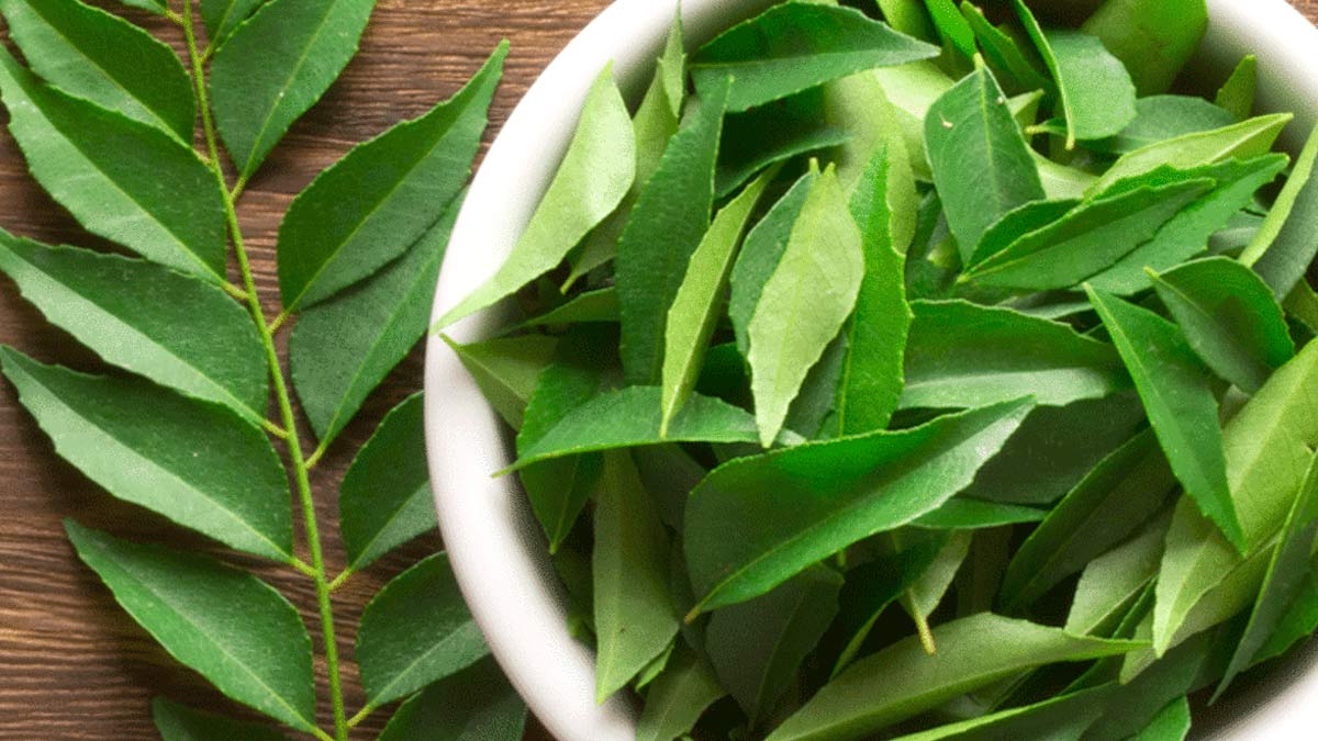 curry leaves effects main