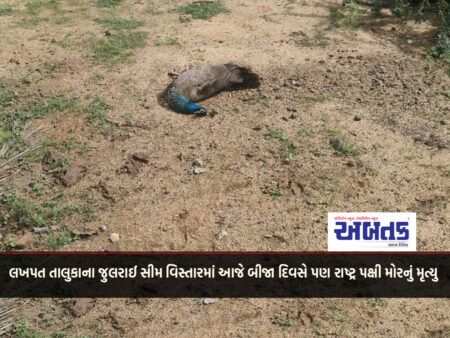 Peacock, the national bird, has died on the second day today in Julrai Seam area of ​​Lakhpat taluk