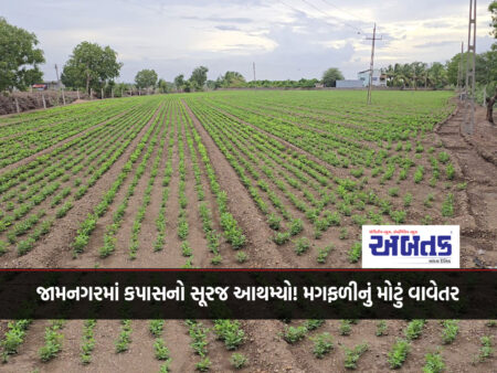 Cotton sun set in Jamnagar! A large groundnut plantation