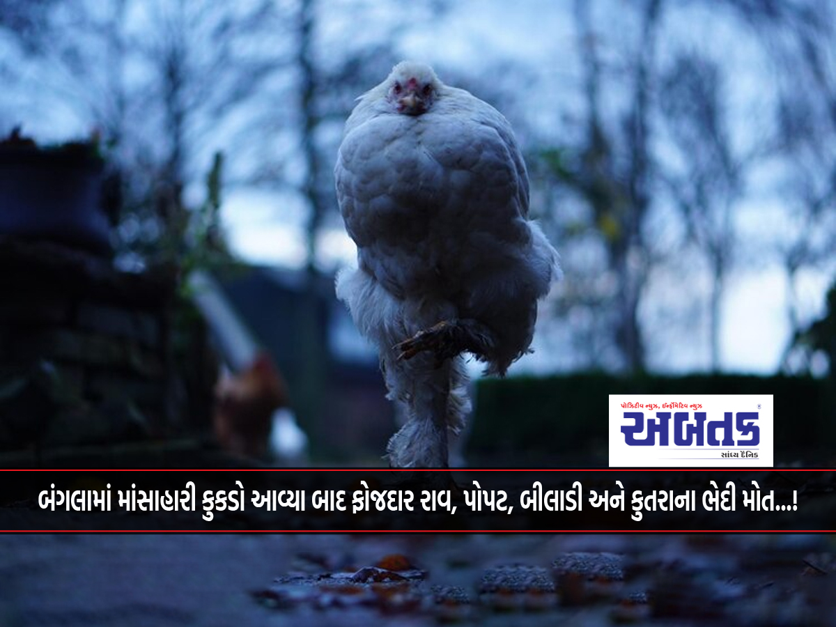 Mysterious death of carnivorous chicken, parrot, cat and dog in bungalow...!