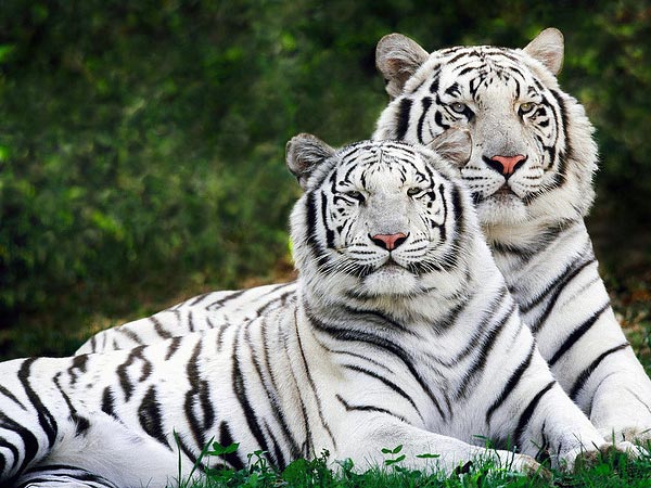  white tiger