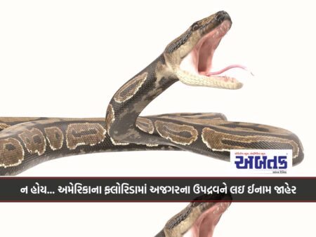 ન હોય... અમેરિકાના ફ્લોરિડામાં અજગરના ઉપદ્રવને લઇ ઈનામ જાહેર