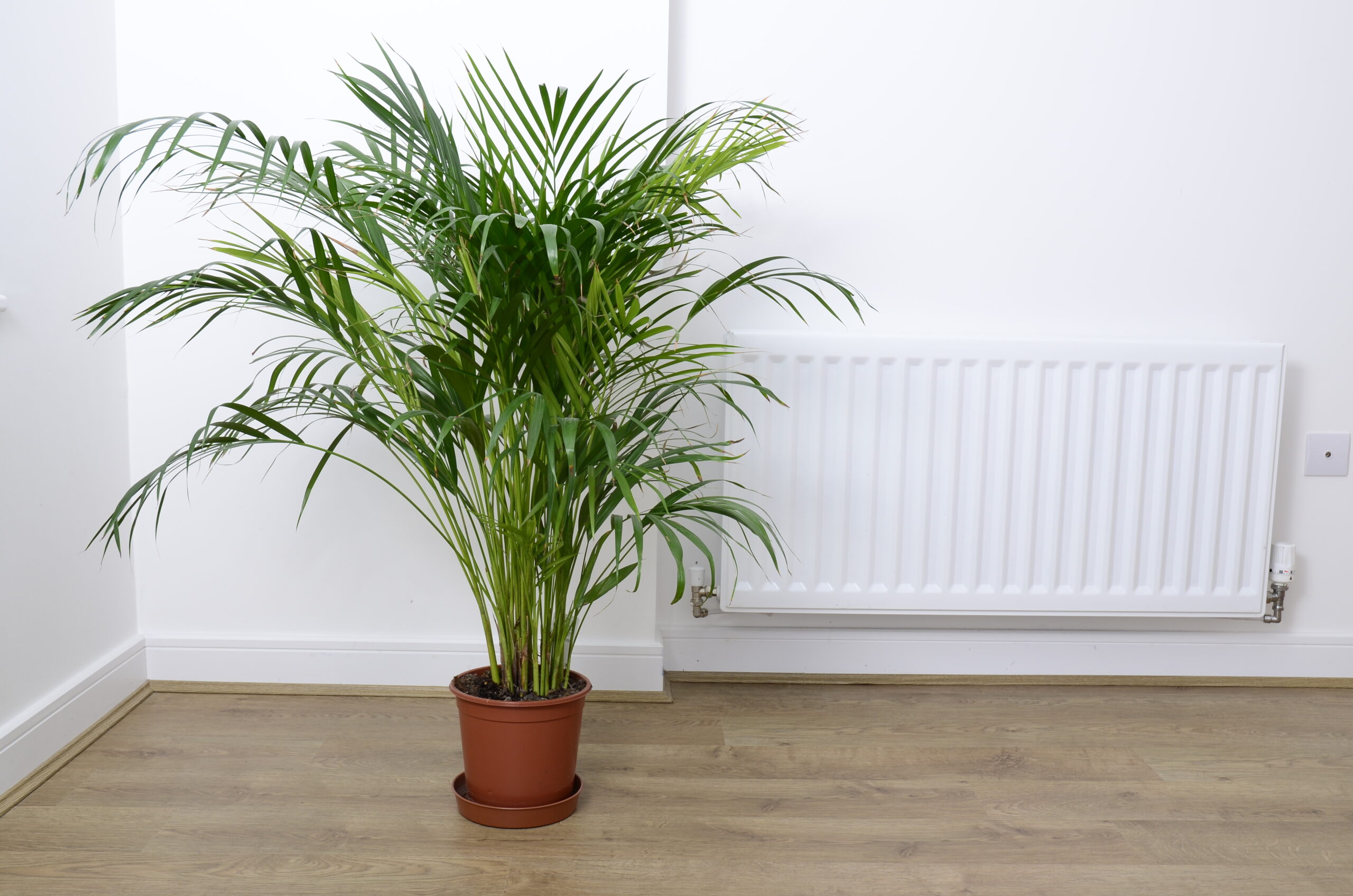 Plant at home These 5 plants will decorate four moons