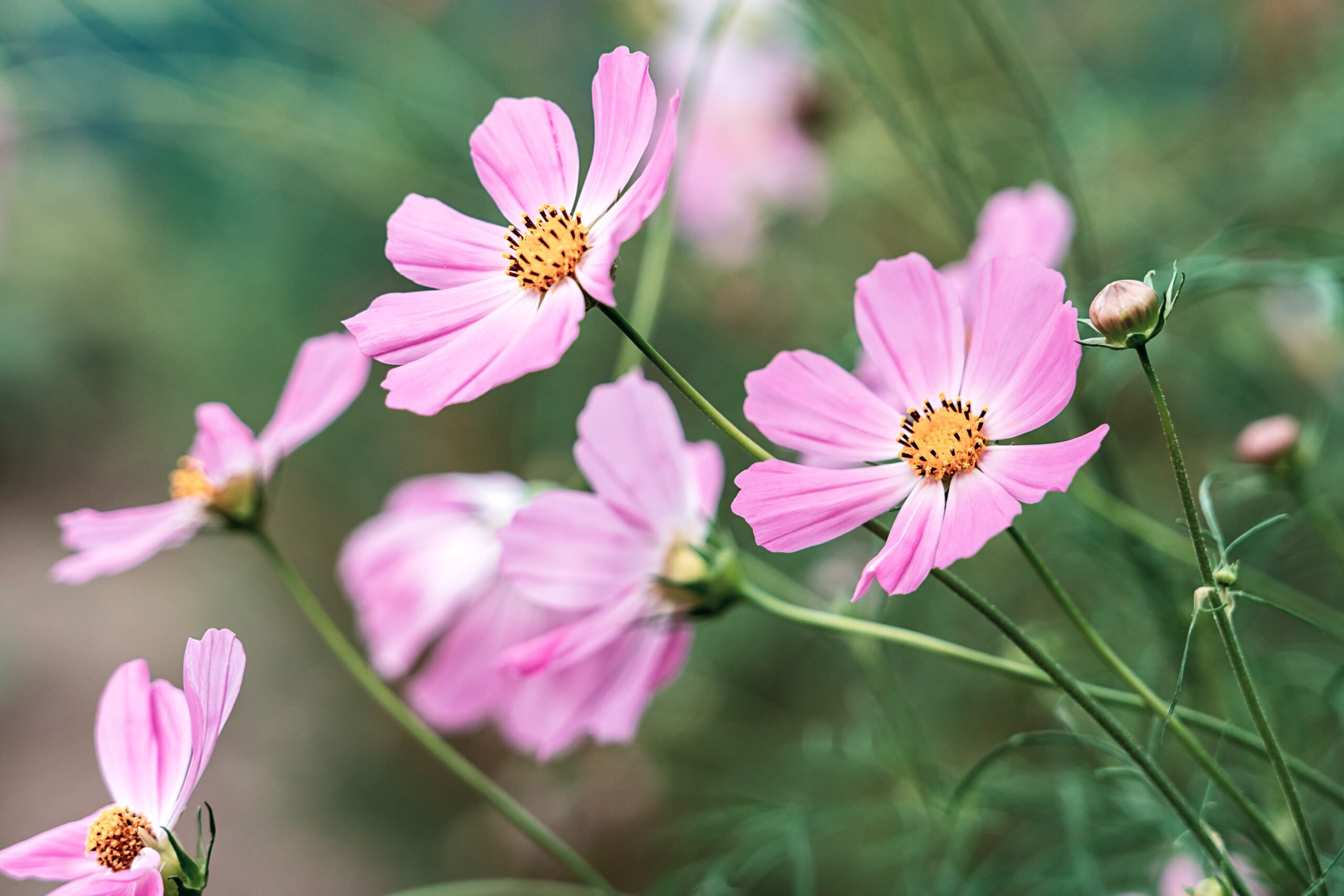 Monsoon: This season is best for planting new plants