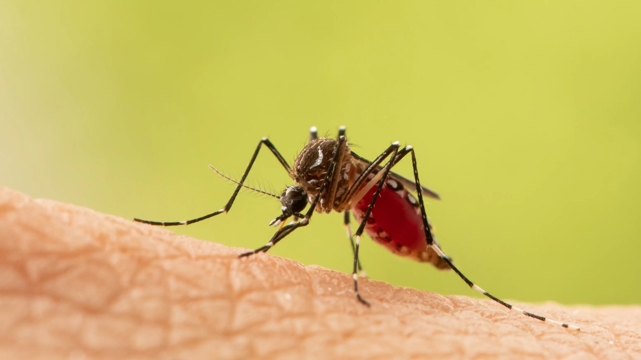 World Mosquito Day: Know, Why is it celebrated?