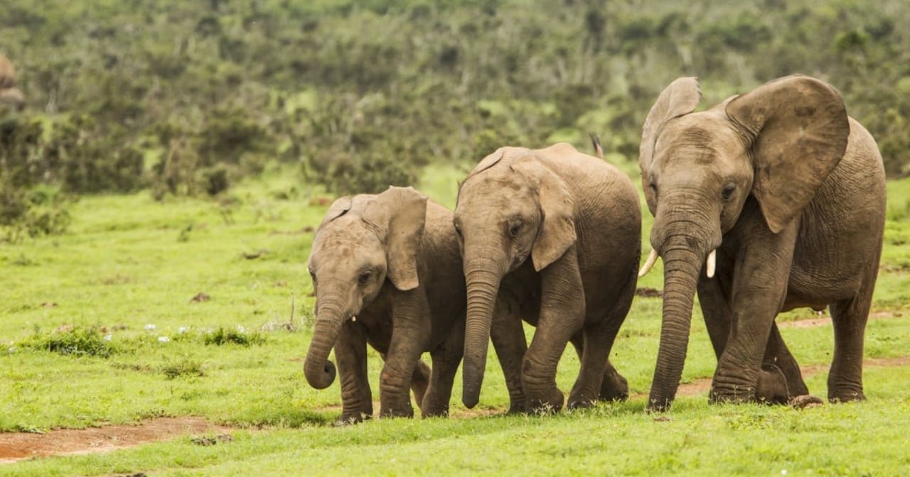 World Elephant Day 2024 : Know the theme, history and significance