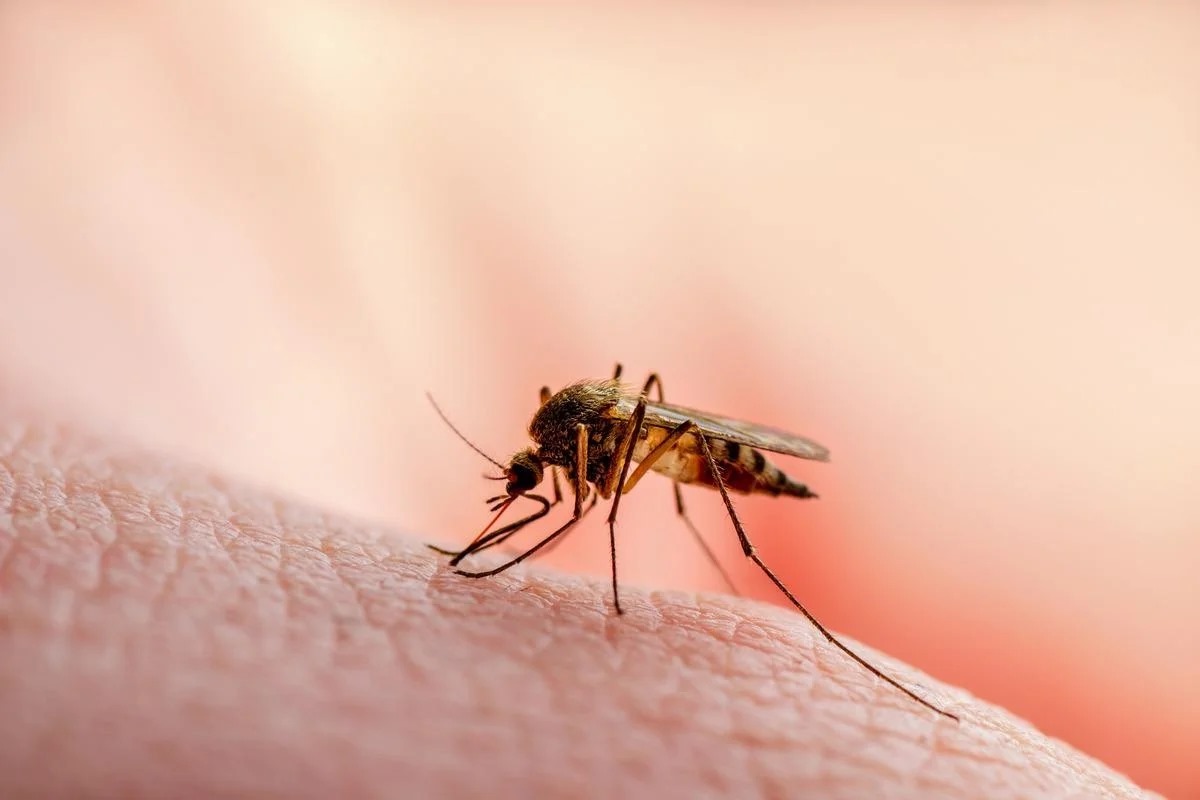 World Mosquito Day: Know, Why is it celebrated?