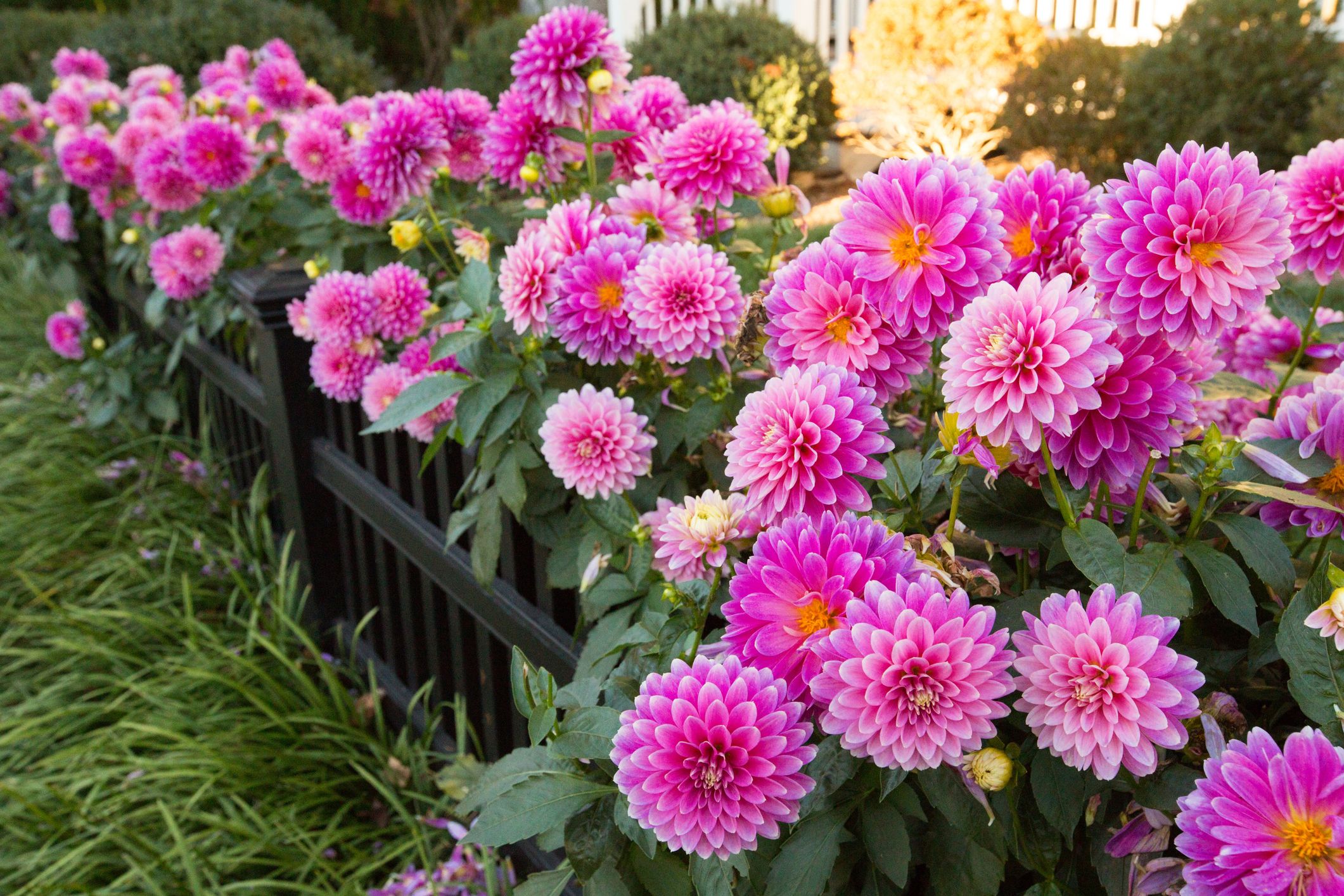 Sow the seeds of these 5 plants in August, colorful flowers will bloom in winter