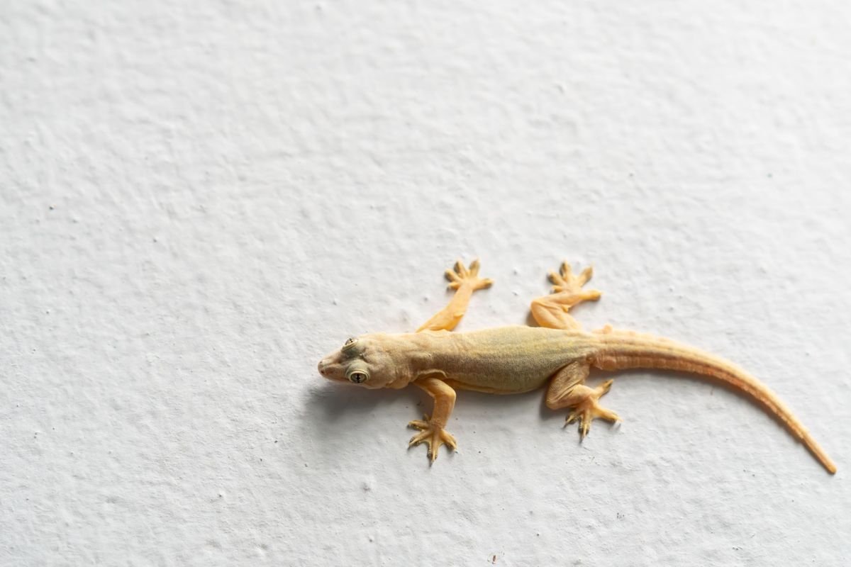 World Lizard Day 2024 : Know the history and importance of lizards