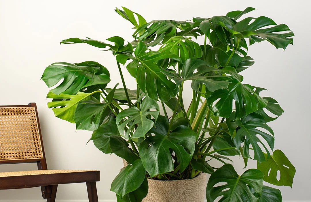 Plant at home These 5 plants will decorate four moons