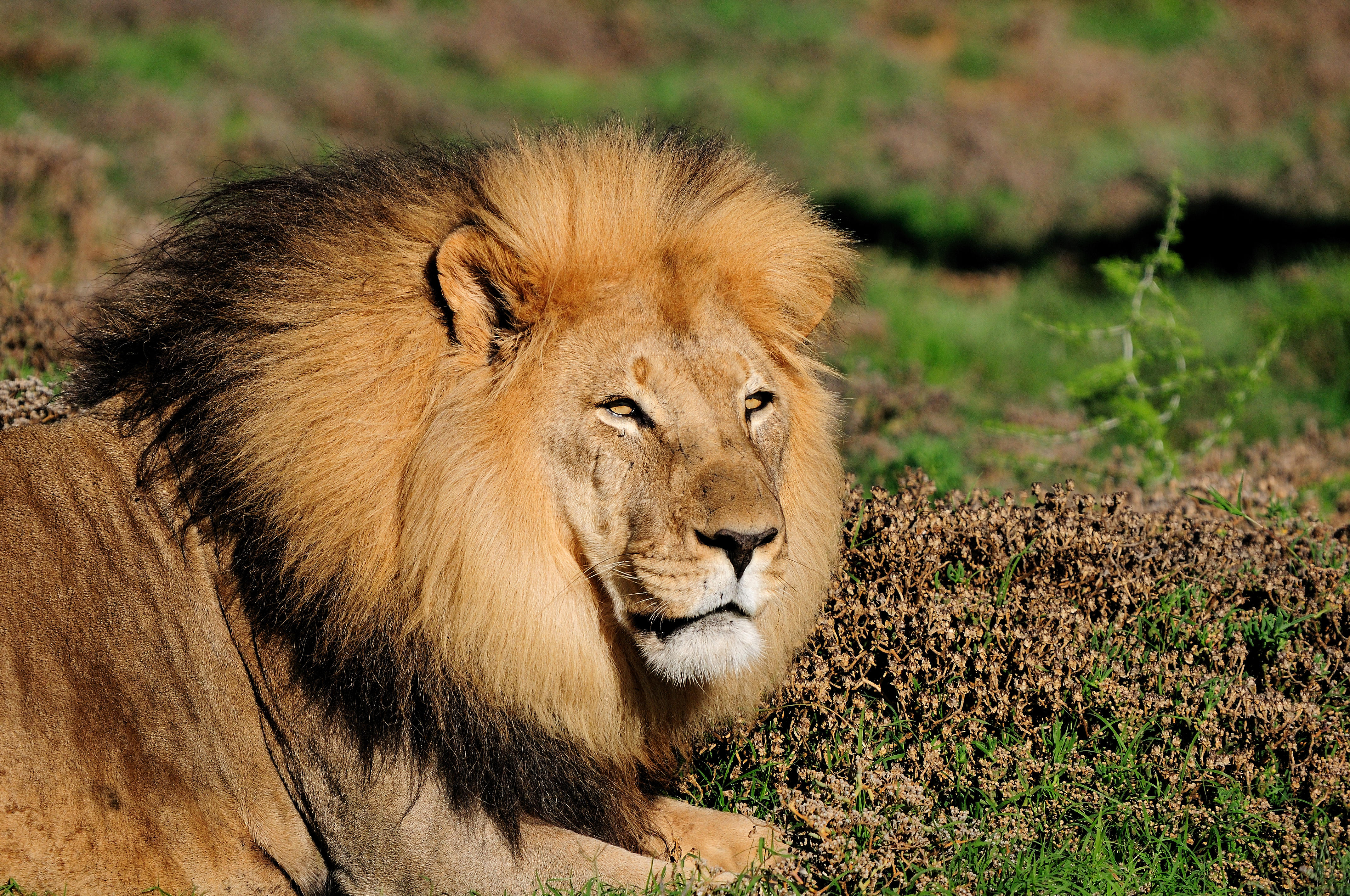 World Lion Day: Lion is a very important animal from cultural and historical point of view