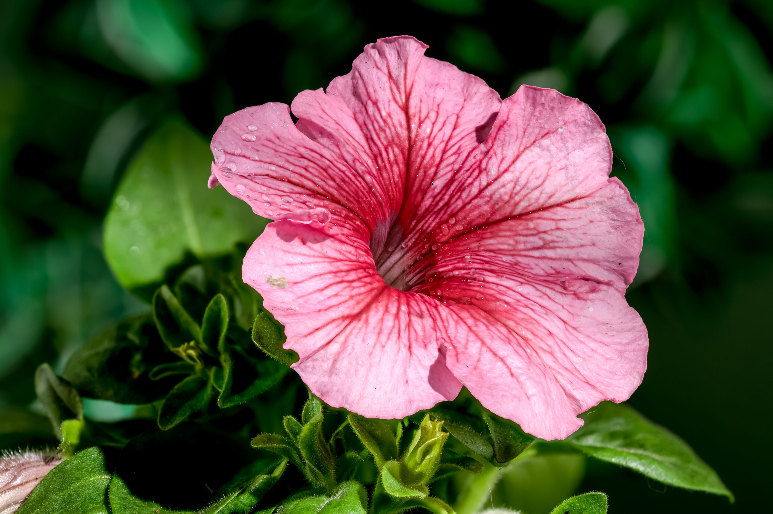 Sow the seeds of these 5 plants in August, colorful flowers will bloom in winter