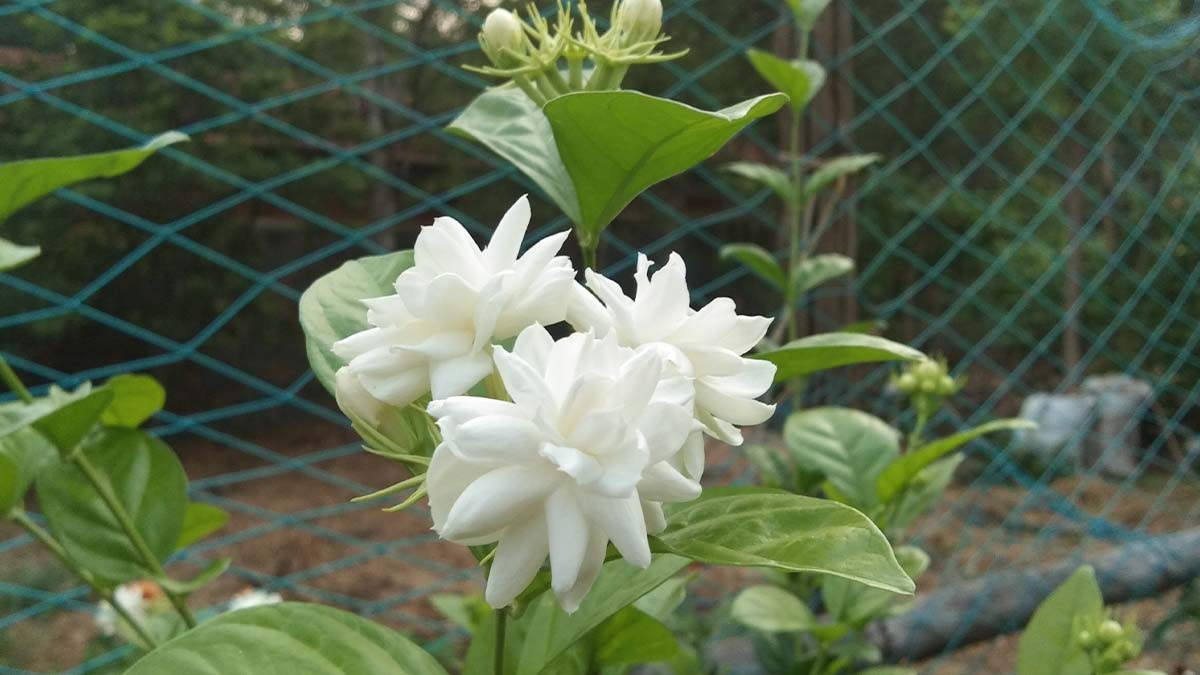 Do Mogra plants not flower? Know the right way to take care of it