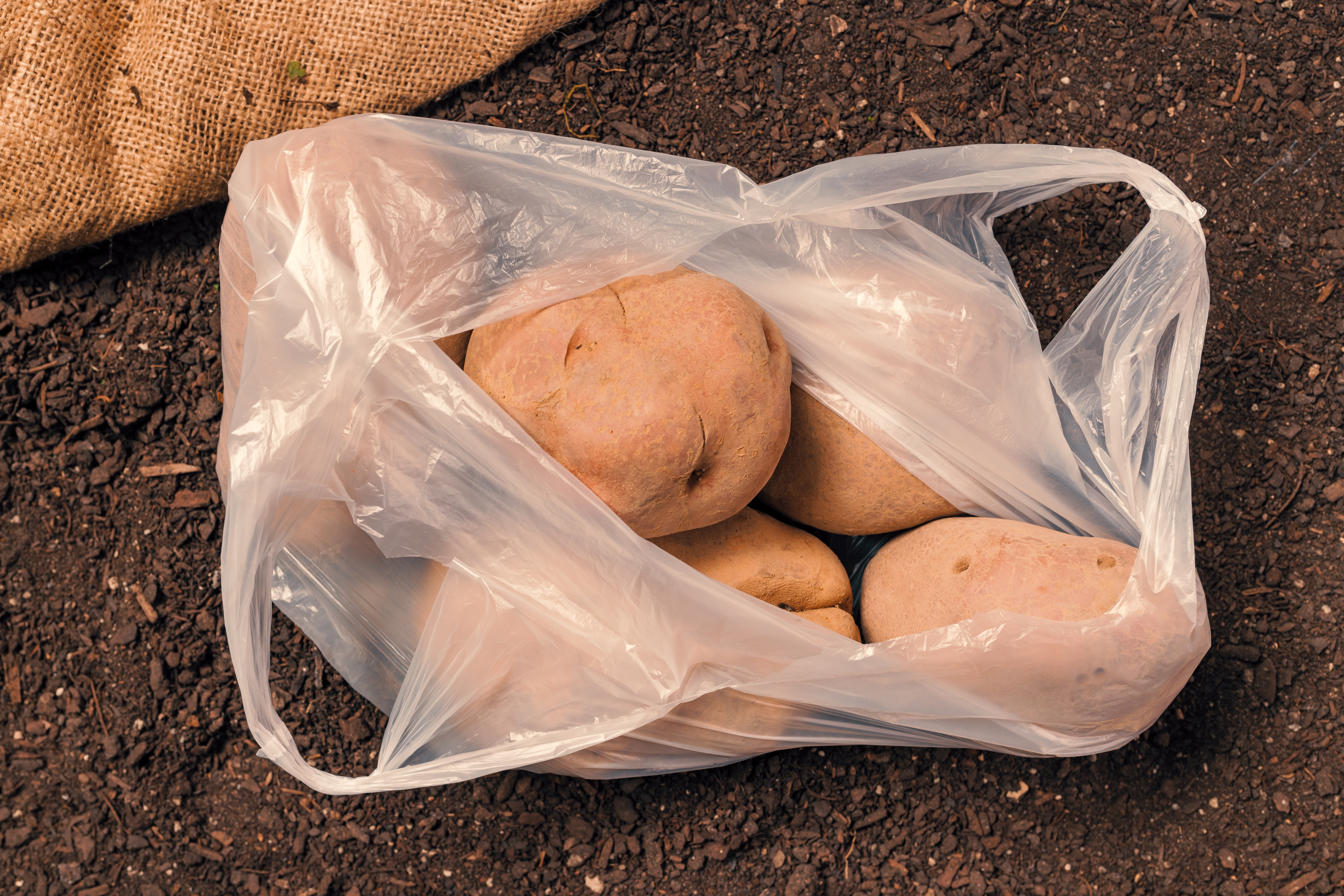 Store potatoes this way to prevent spoilage