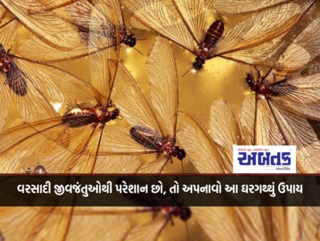 If you are bothered by rain insects, then adopt home remedies