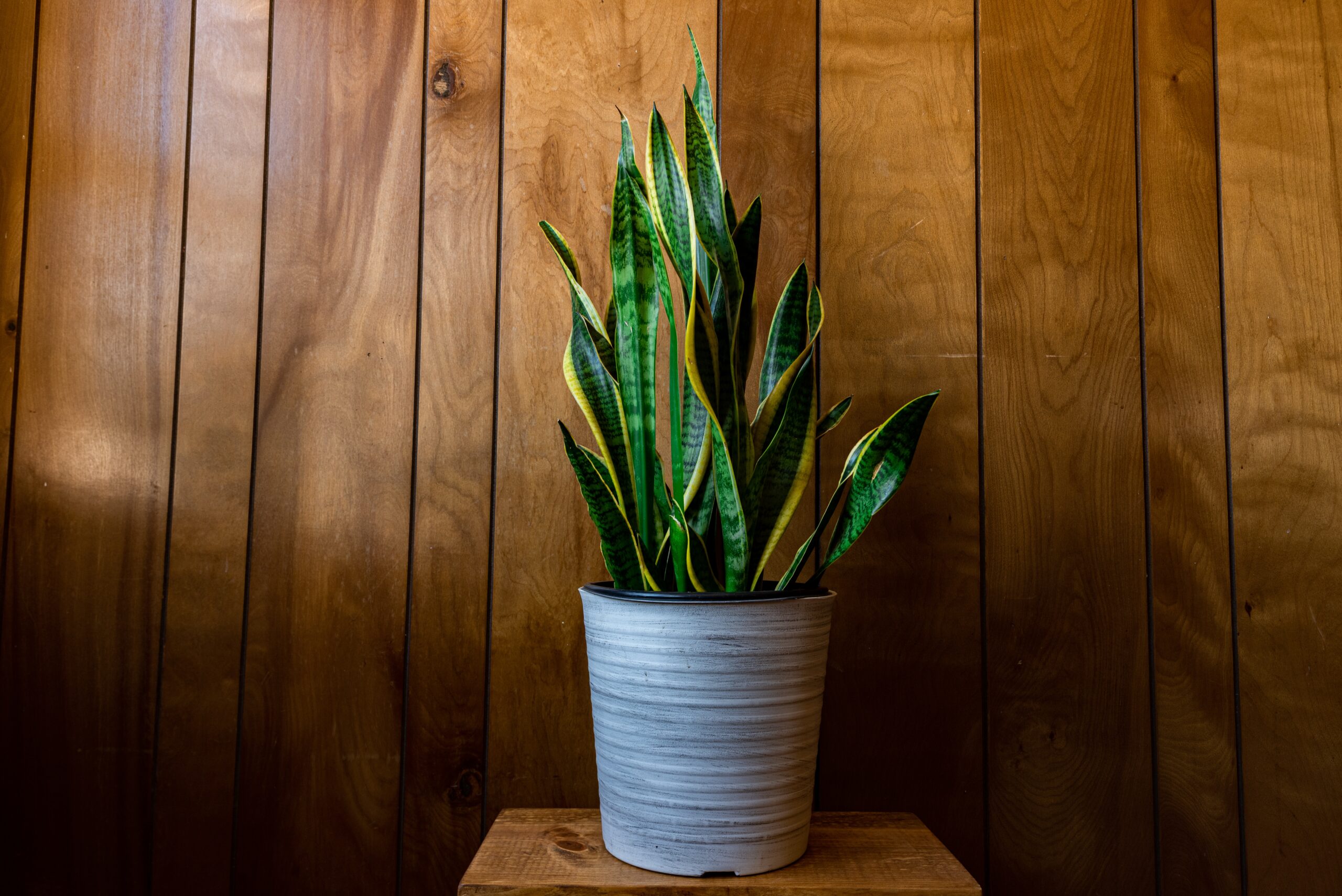 Plant at home These 5 plants will decorate four moons