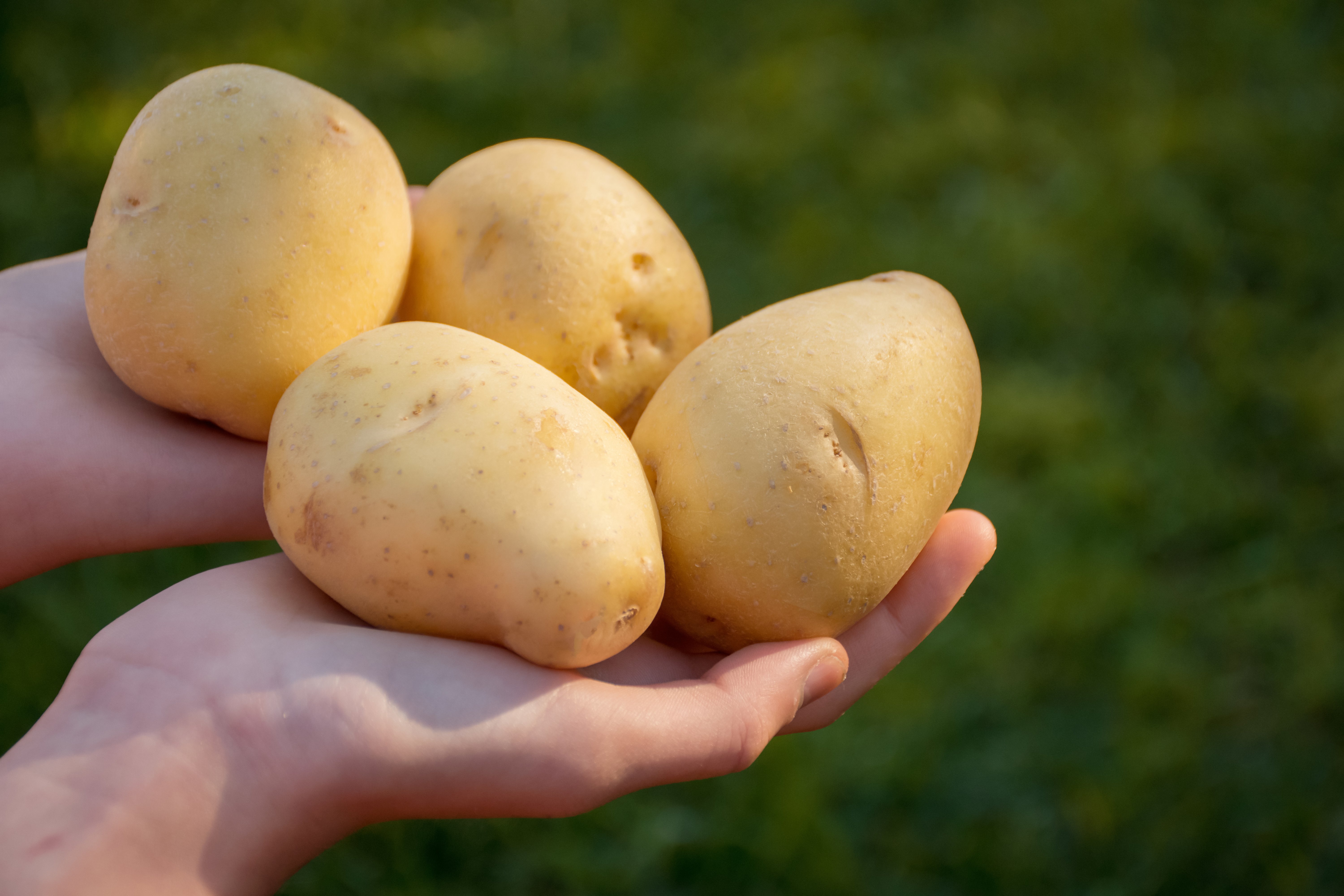 Store potatoes this way to prevent spoilage