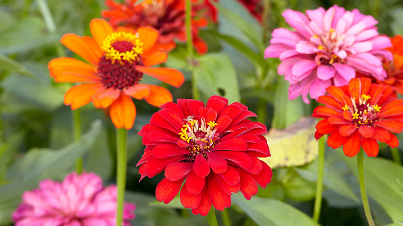 Sow the seeds of these 5 plants in August, colorful flowers will bloom in winter