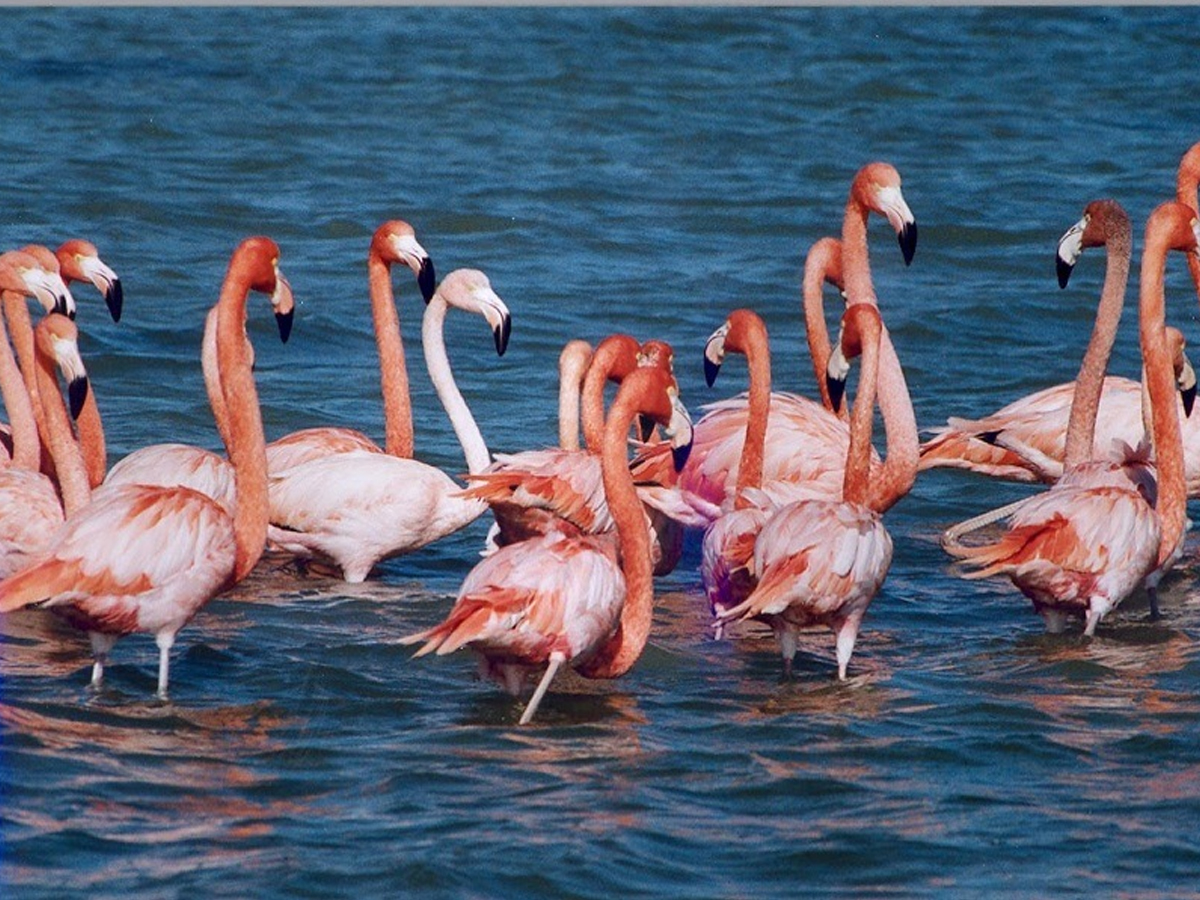 Nalsarovar Bird Sanctuary 