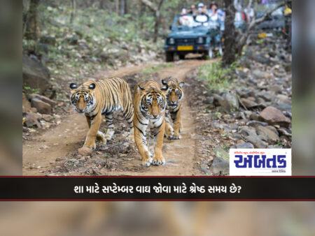 Why is September the best time to see tigers?