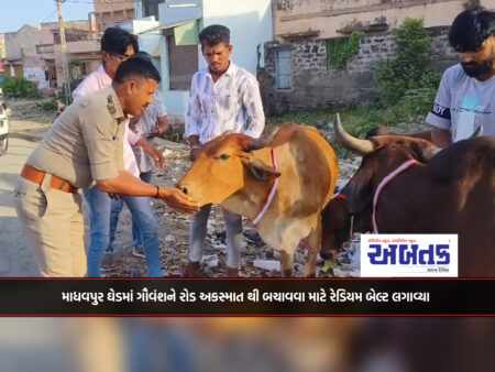 Porbandar: Radium belts installed to protect cattle from road accidents in Madhavpur Ghede