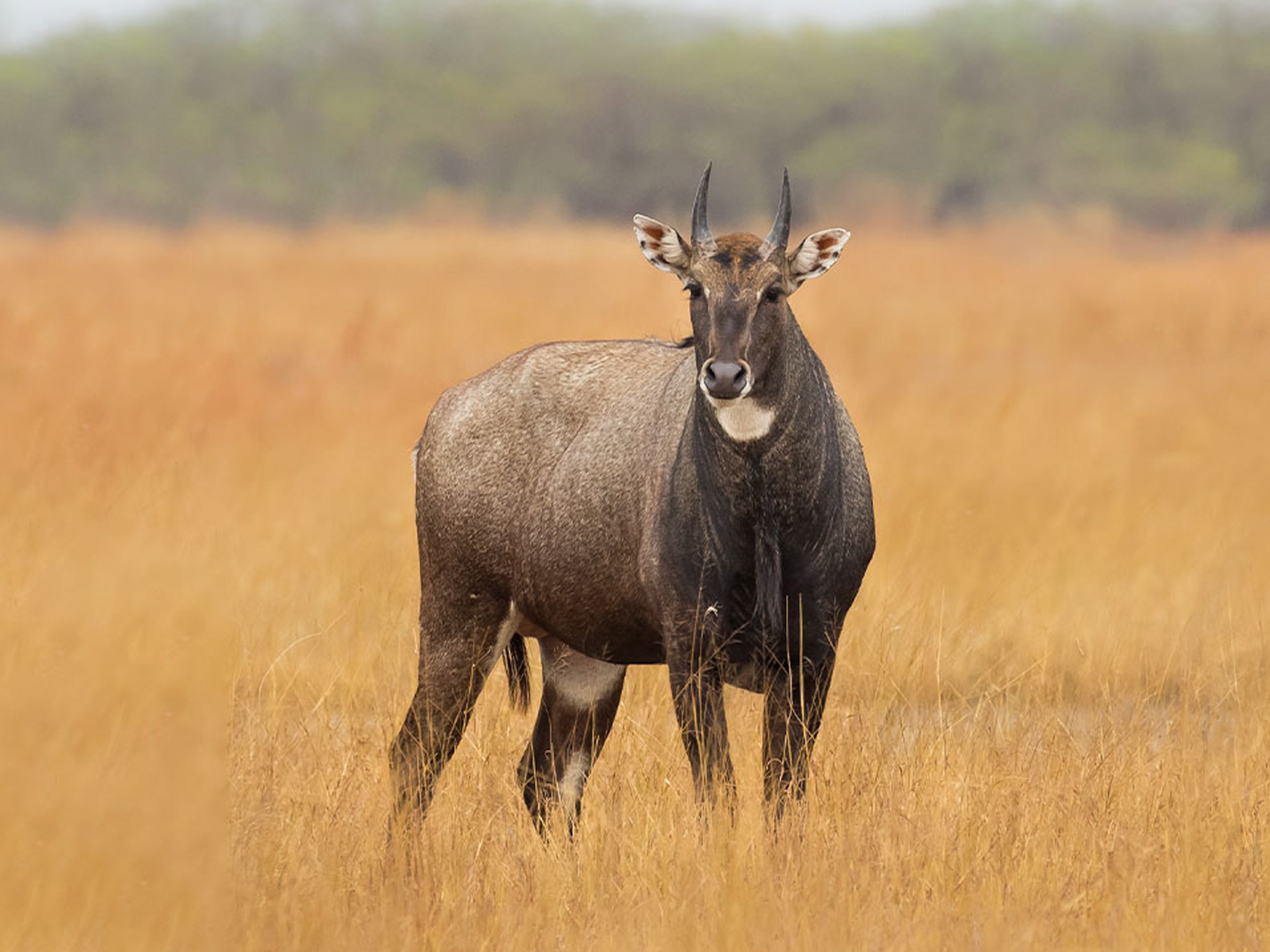 Jambughoda Wildlife Sanctuary 