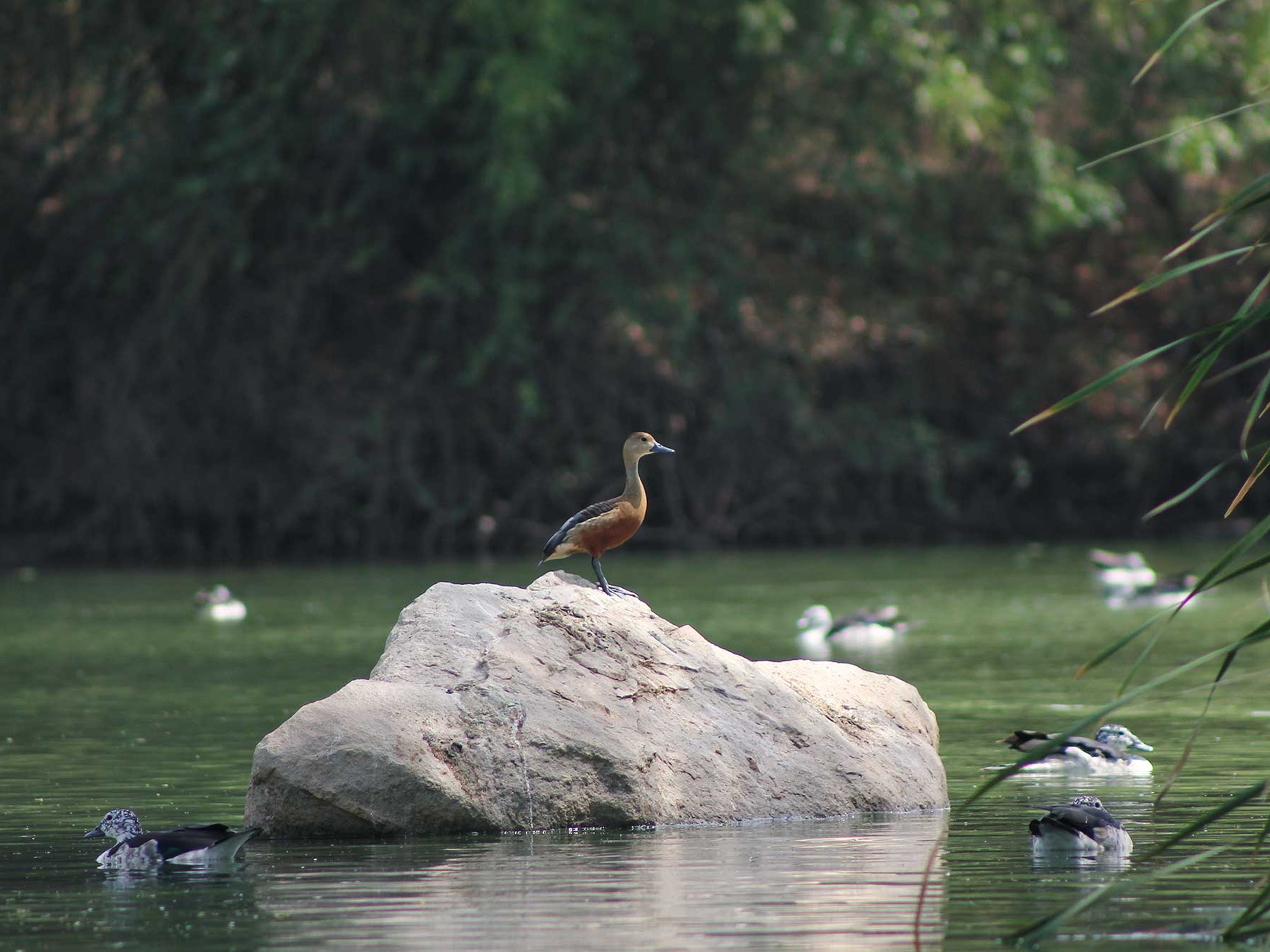 Jambughoda Wildlife Sanctuary 