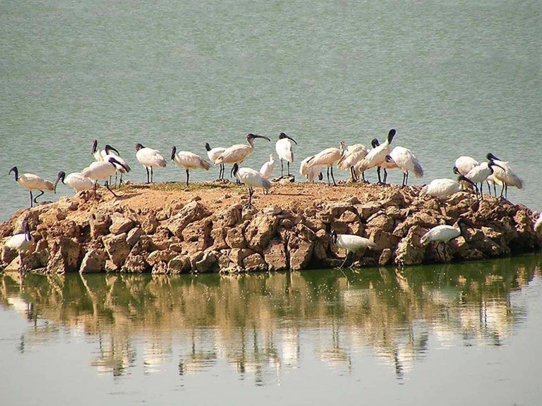 Porbandar Bird Sanctuary