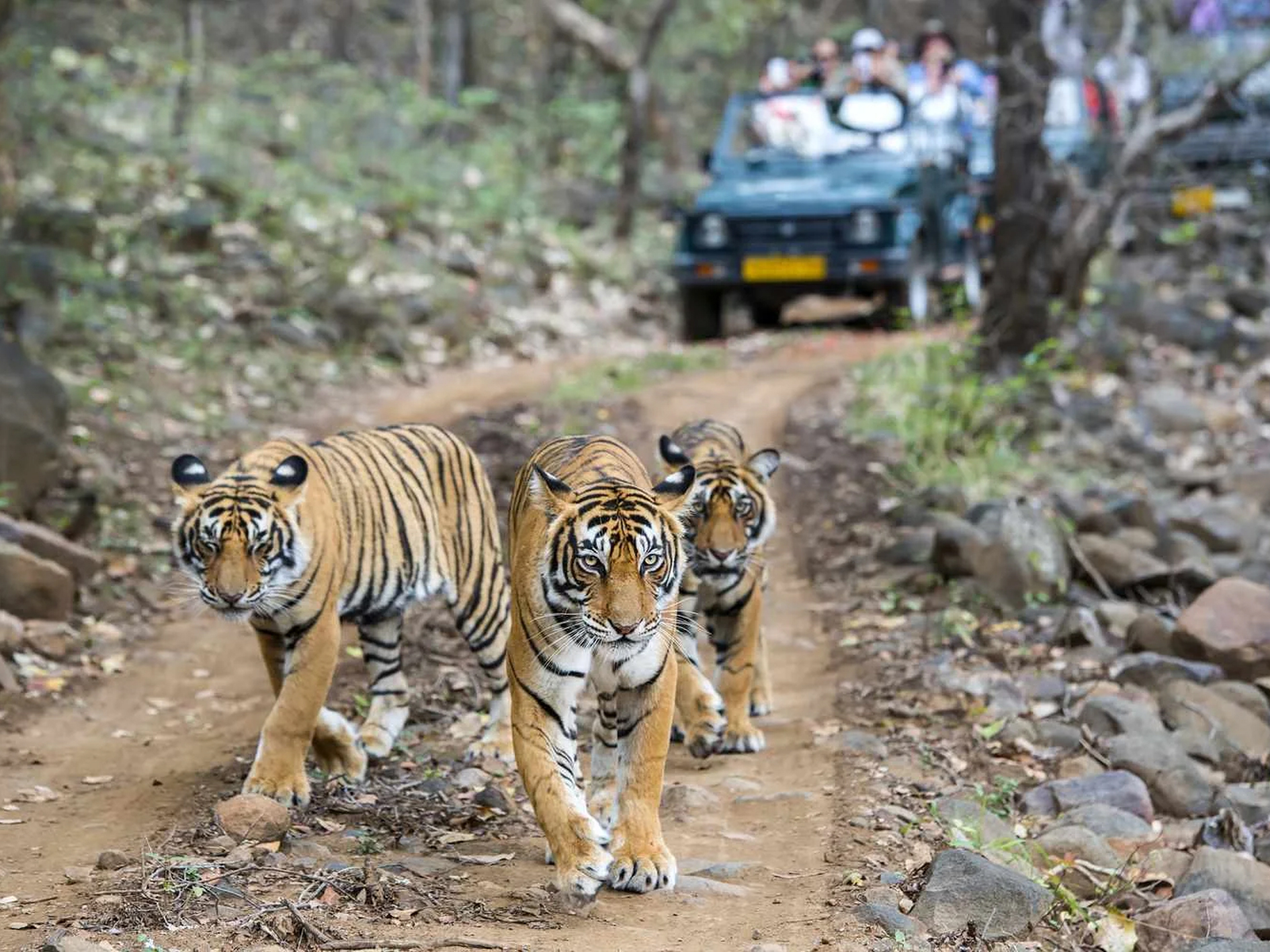 Ranthambore National Park