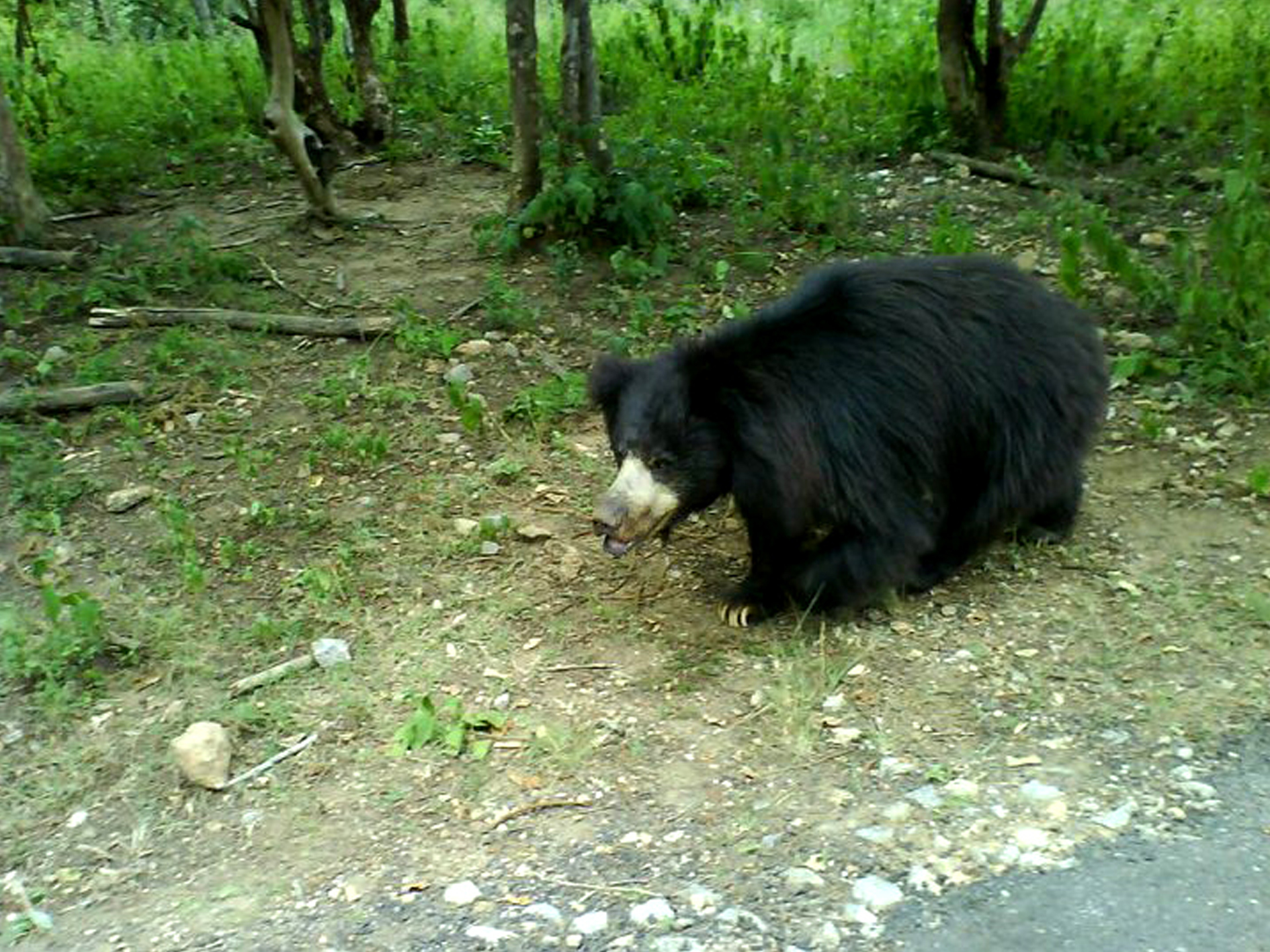 Ratanmahal Sloth Bear Sanctuary