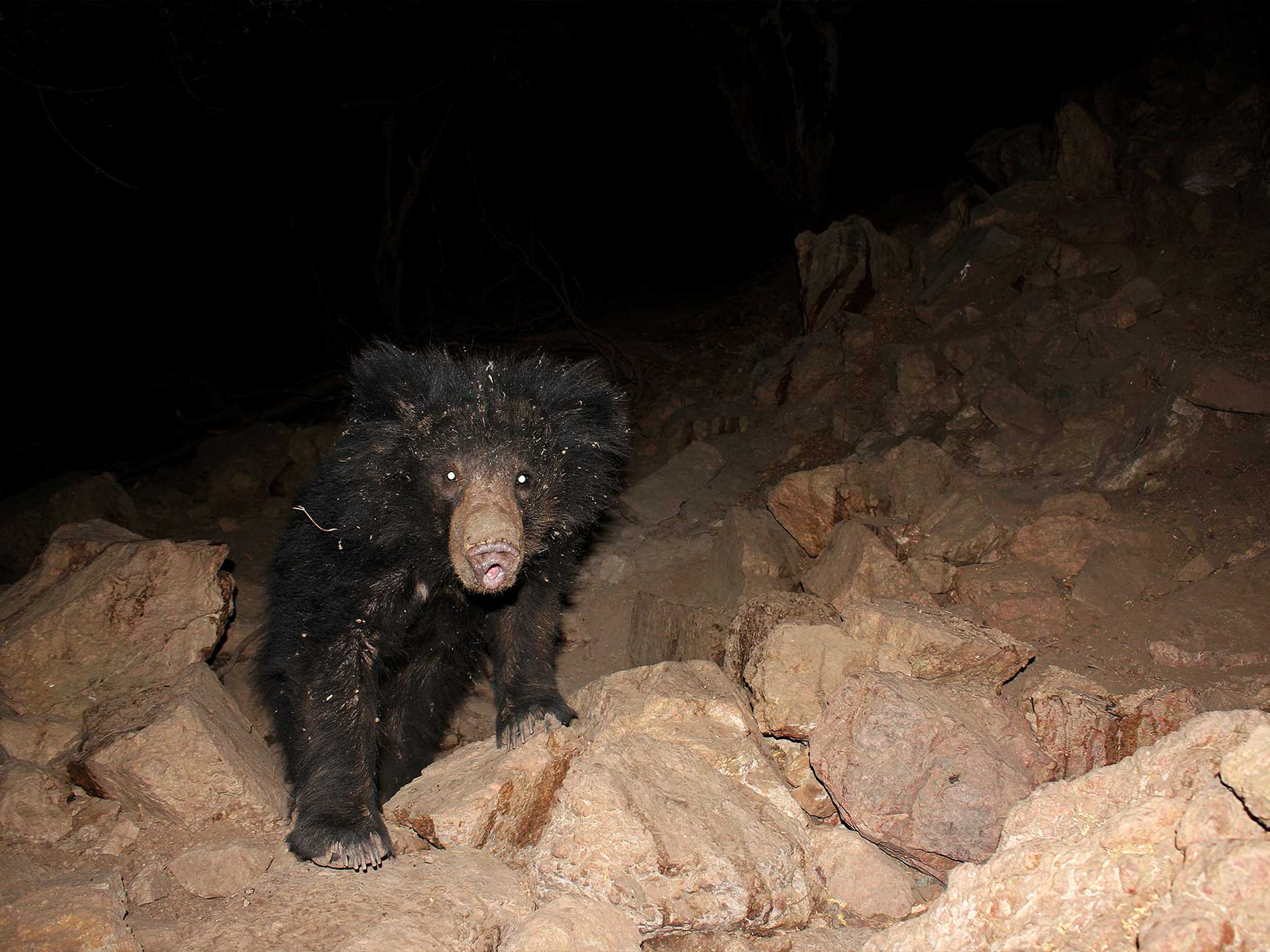 Ratanmahal Sloth Bear Sanctuary