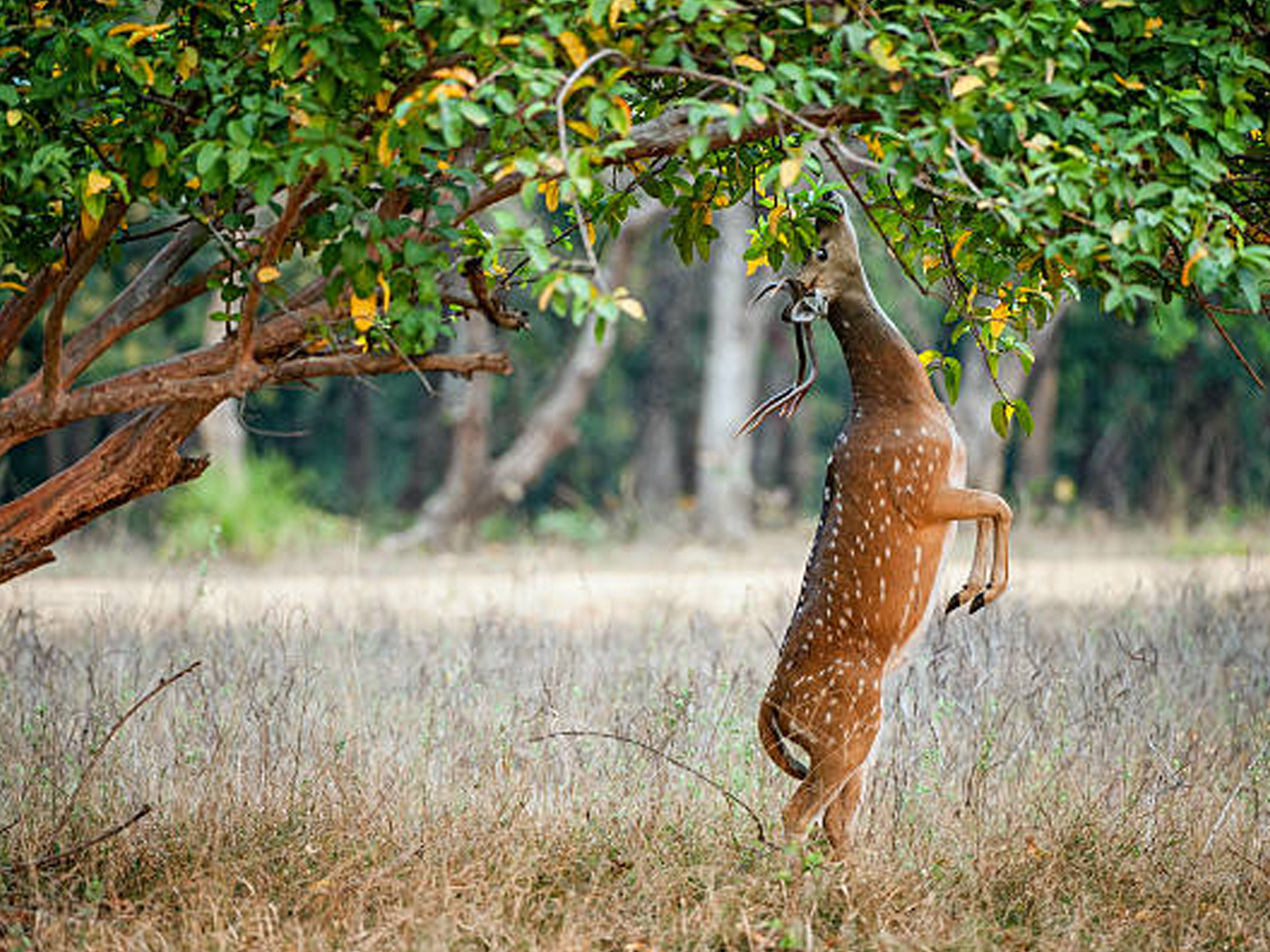 Shoolpaneshwar Wildlife Sanctuary 