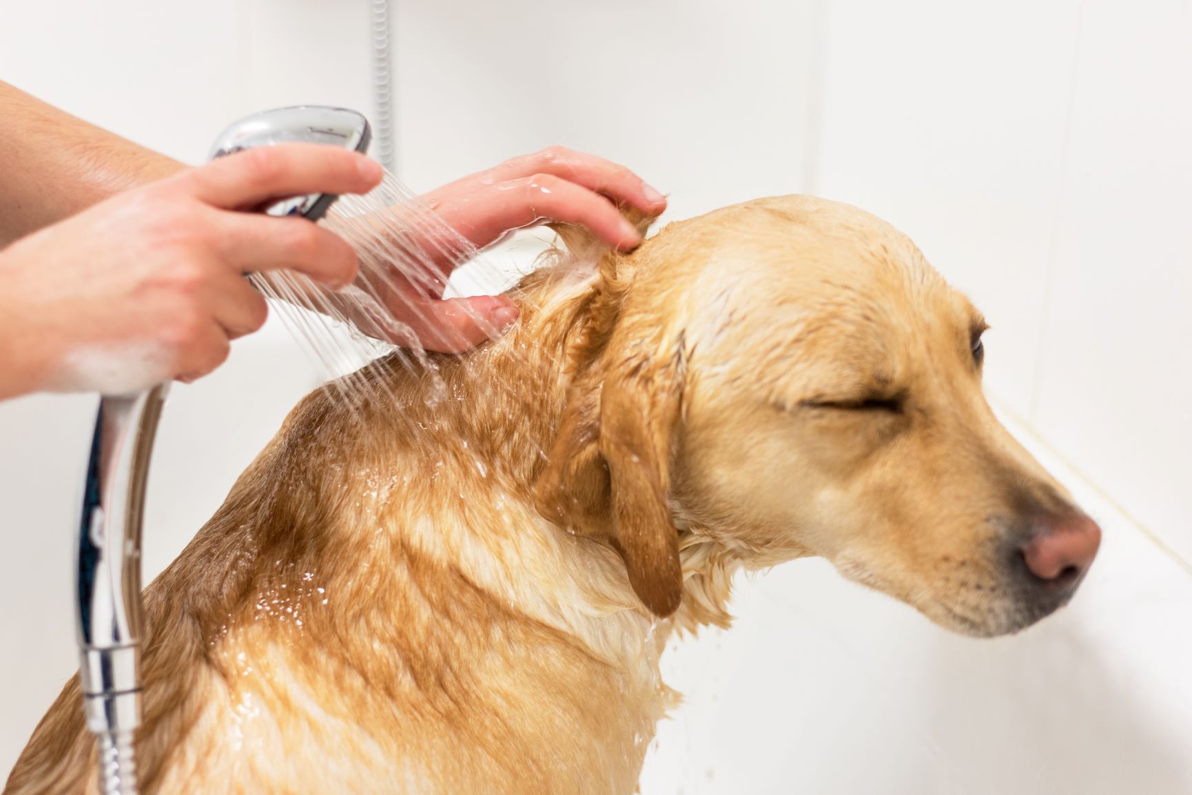 Just these 5 simple measures will avoid the risk of diseases in pets