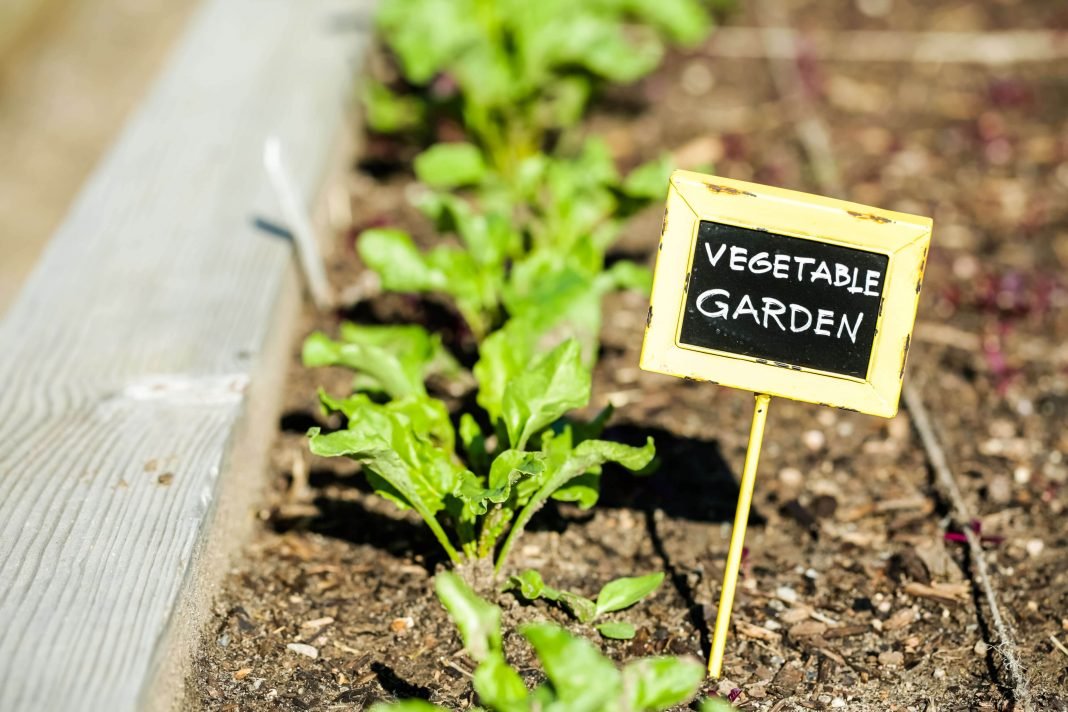 If you want to make a kitchen garden at home? So follow these gardening tips