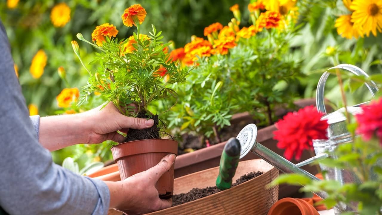 If you want to make a kitchen garden at home? So follow these gardening tips