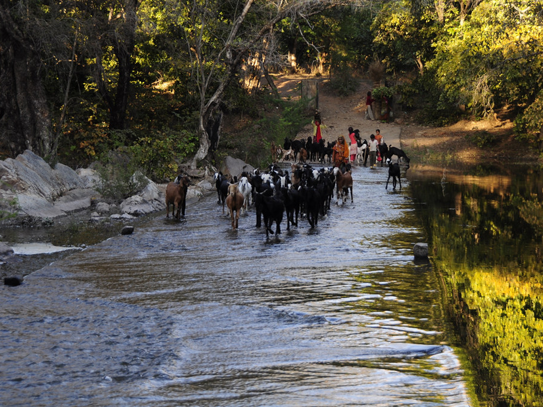 polo forest