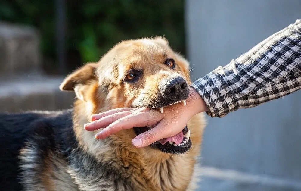 World Rabies Day: Rabies is spread not only by dog ​​bites, but also by these causes