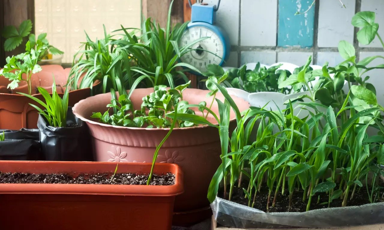 If you want to make a kitchen garden at home? So follow these gardening tips