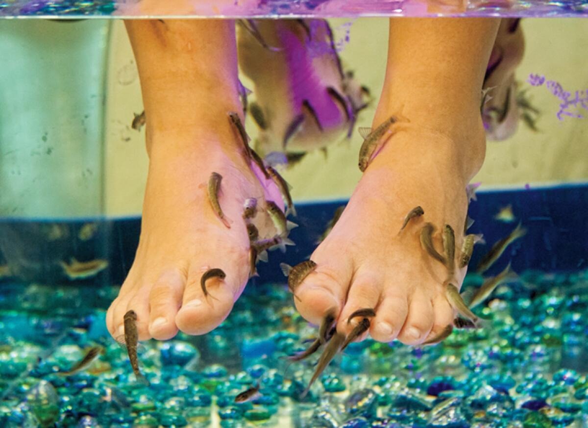 If you are also thinking of having a fish spa, be careful