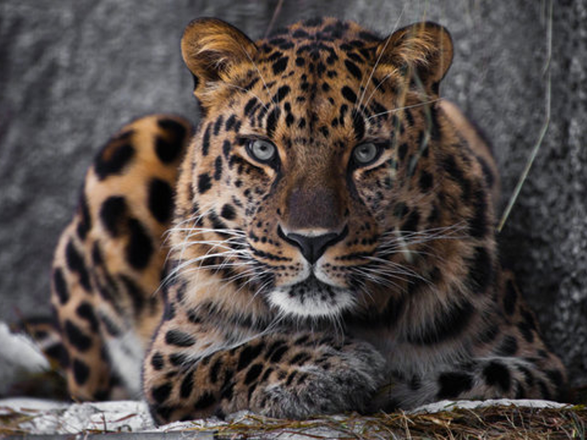 02 amur leopard