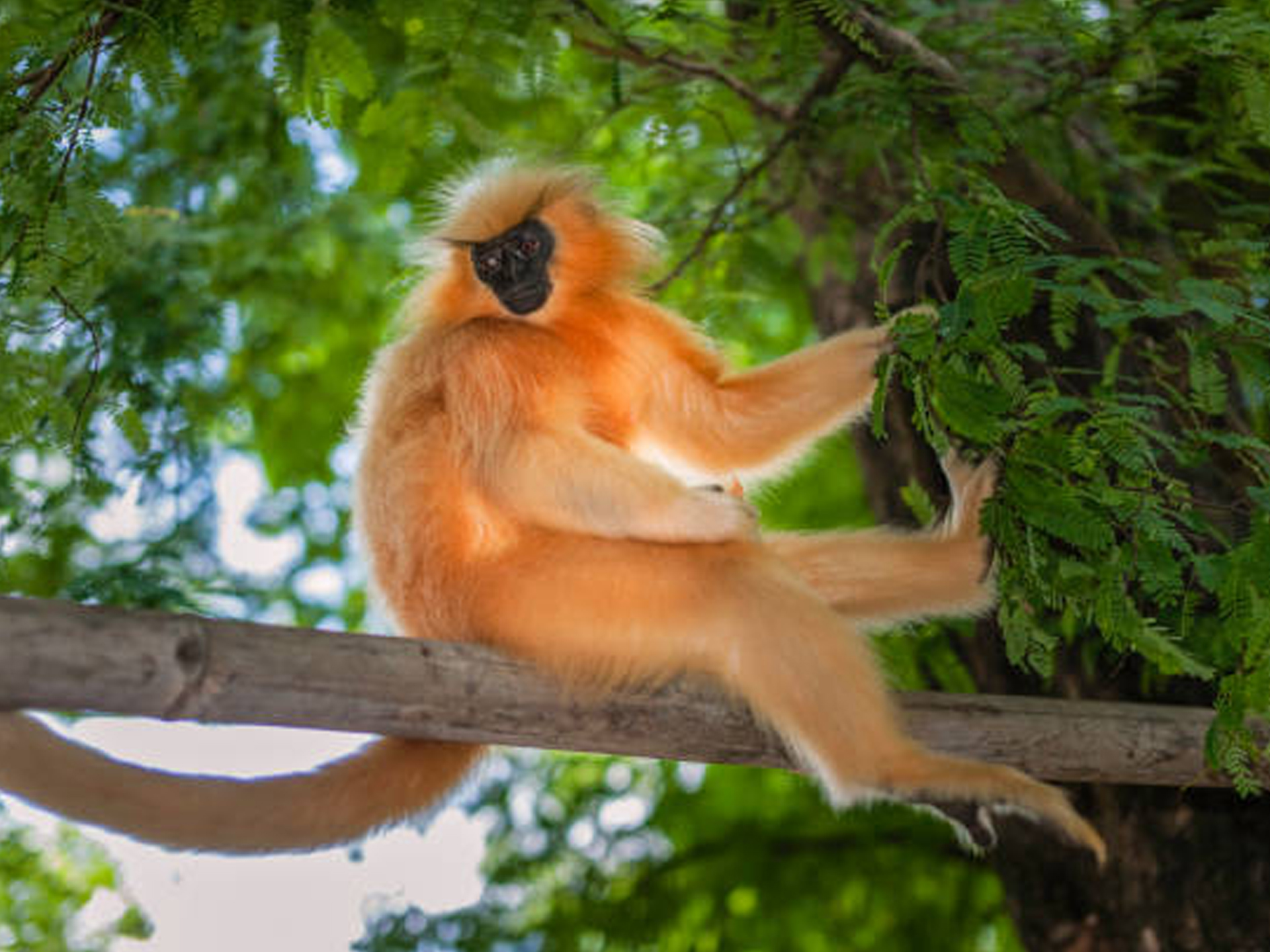 05 golden langur