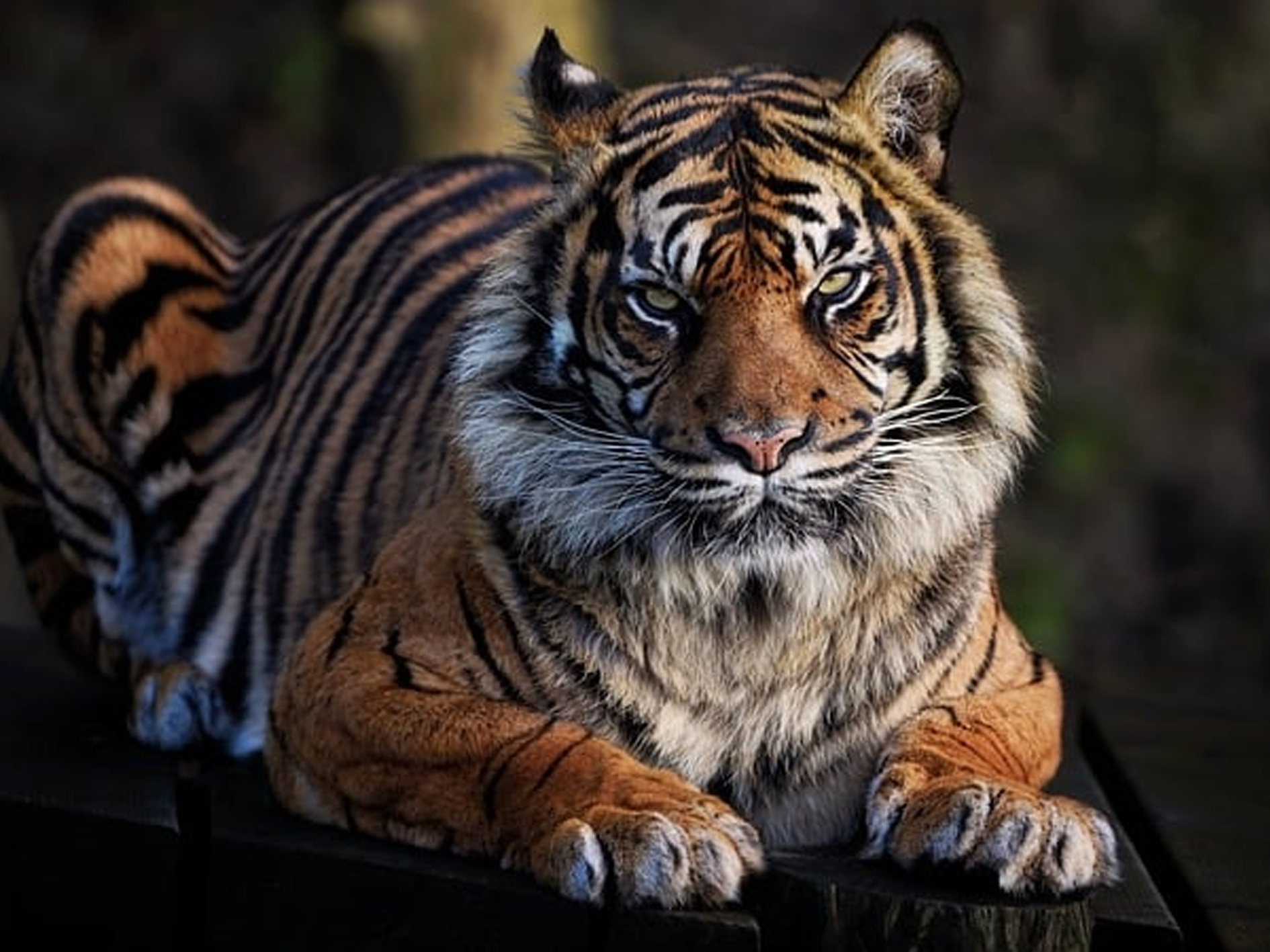 07 Sumatran tiger