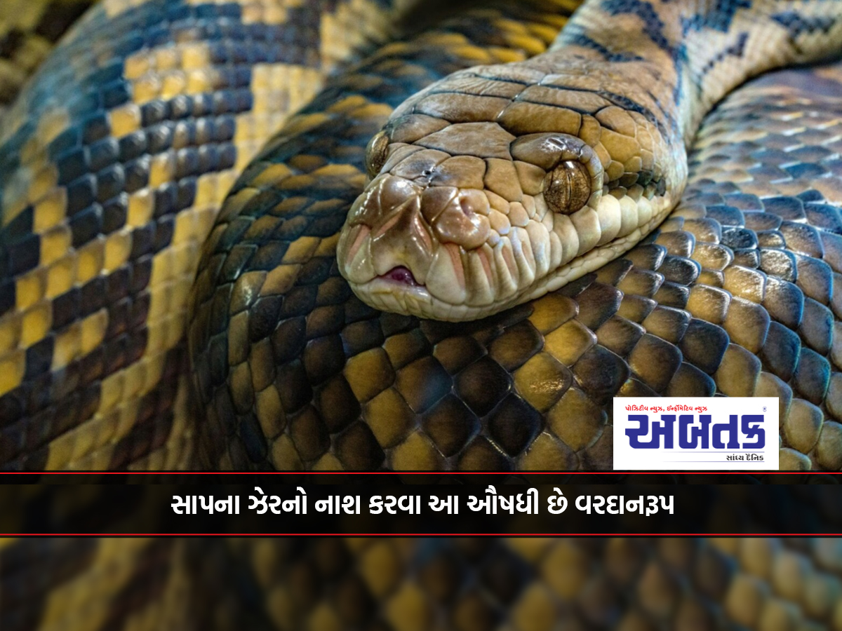 This medicine is boon to destroy snake venom