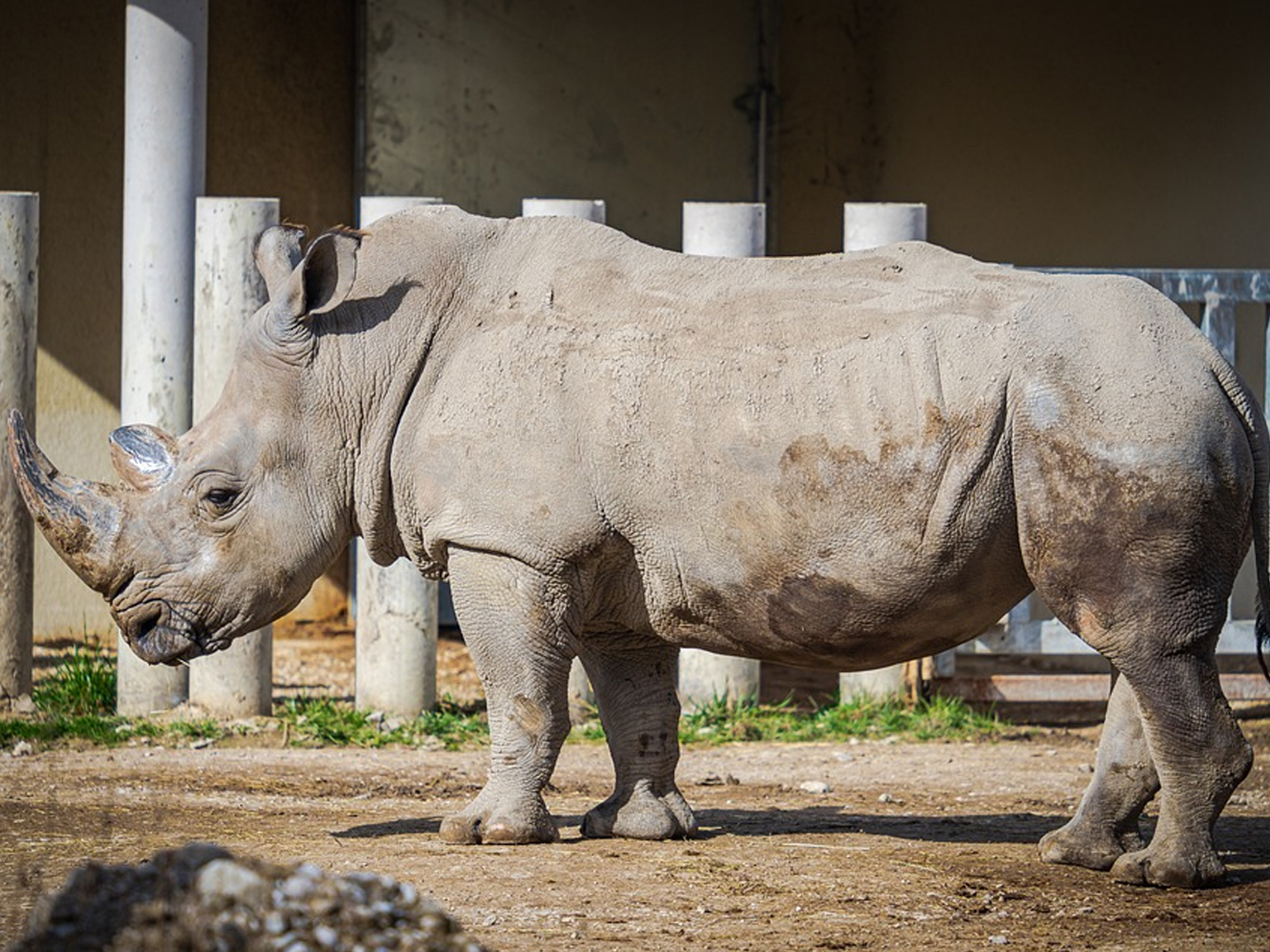 10 Northern white rhinoceros