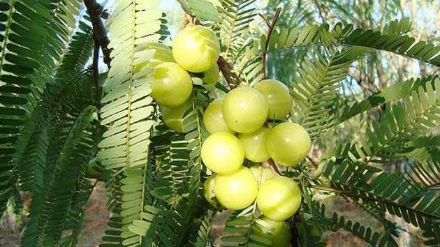 AMLA